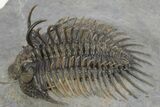 Spiny Comura Trilobite - Excellent Preparation #245937-2